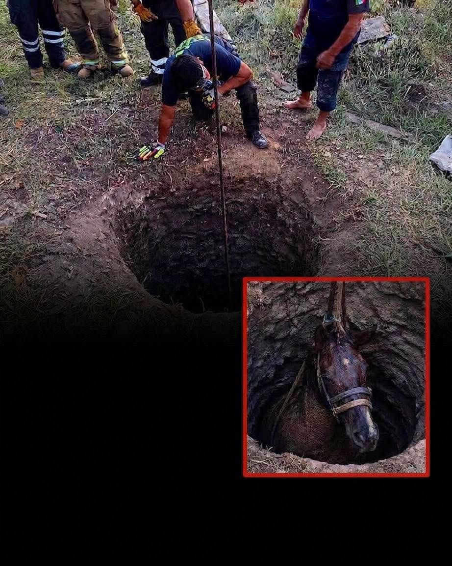 Caballo cae a pozo de 18 metros en Actopan; muere durante rescate Post feature image