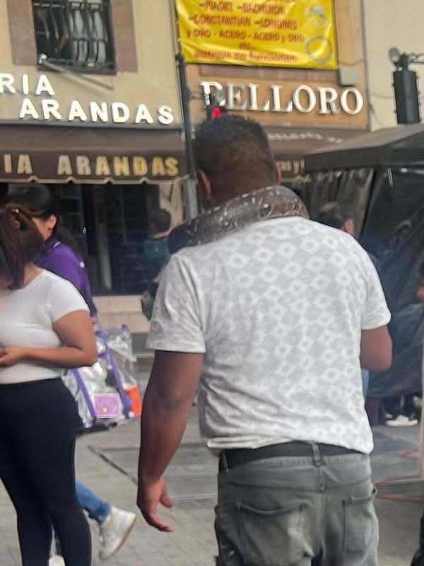 Vinculan a proceso a hombre detenido con una boa constrictor en Pachuca Post feature image