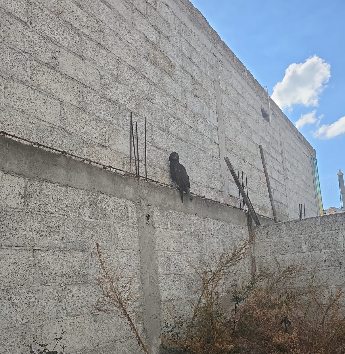 Rescatan águila negra de una barda en Tulancingo Post feature image