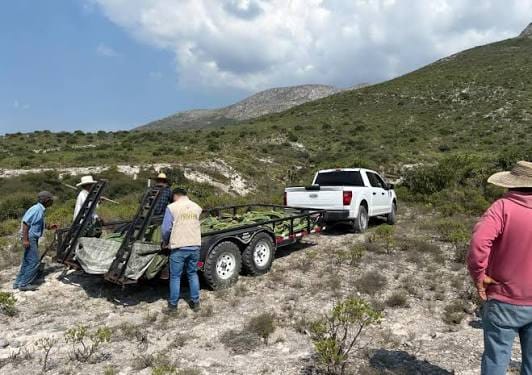 Profepa supervisa regreso de 165 cactáceas a su hábitat en Cardonal imagen destacada