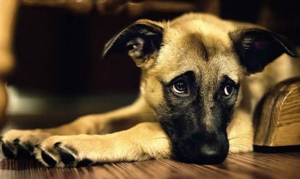 Perrita es atacada con un machete en Huejutla; activistas exigen investigar el caso