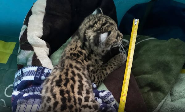 Rescatan a cachorra de tigrillo de un domicilio particular en Calnali, Hidalgo