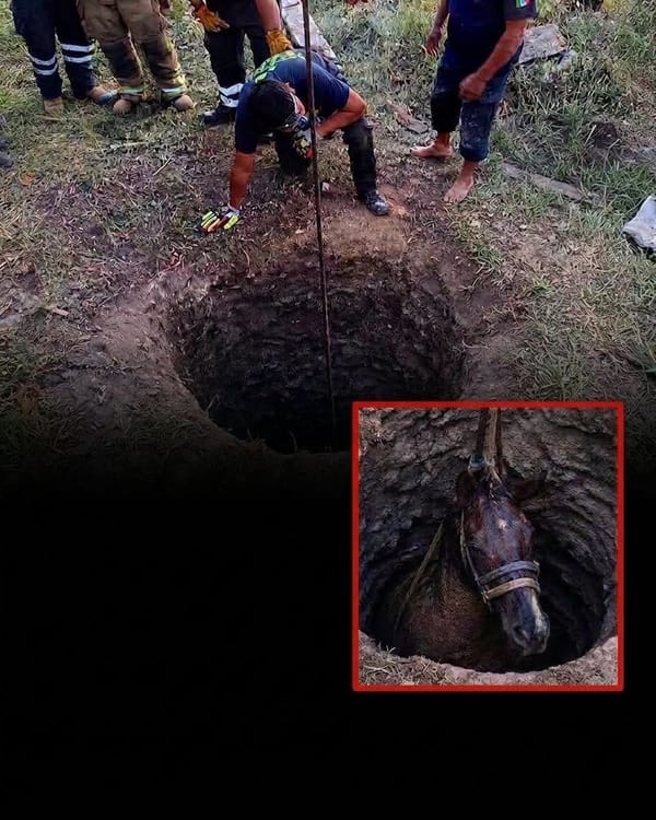 Caballo cae a pozo de 18 metros en Actopan; muere durante rescate