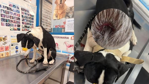 Descartan gusano barrenador en “Botas”, perrito rescatado en Tula de Allende
