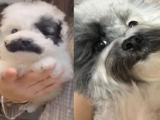 Perrito con bigote causa sensación en redes