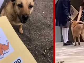 Perro se hace viral al terminar la primaria