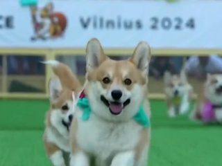 Carrera de perritos corgis en Lituania enternece las redes sociales 